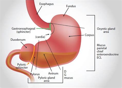 43 Digestion Anatomy Biochemistry And Physiology Basicmedical Key