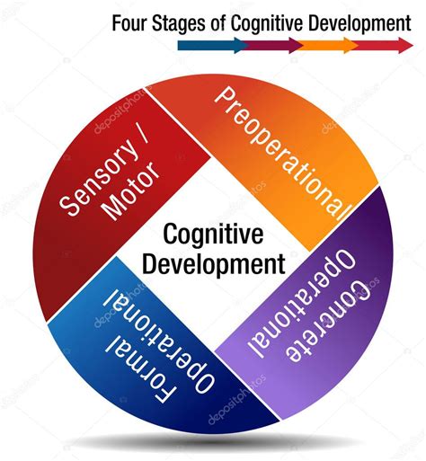 Cuatro Etapas Del Desarrollo Cognitivo 2024