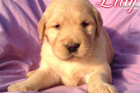 Funny how all dog mamas apparently only reject puppies at the super convenient age where they can have dog and with the amount of kittens that get abandoned and picked up by a rescue with no mother, i can see. Golden Retriever puppy for sale near Lancaster ...