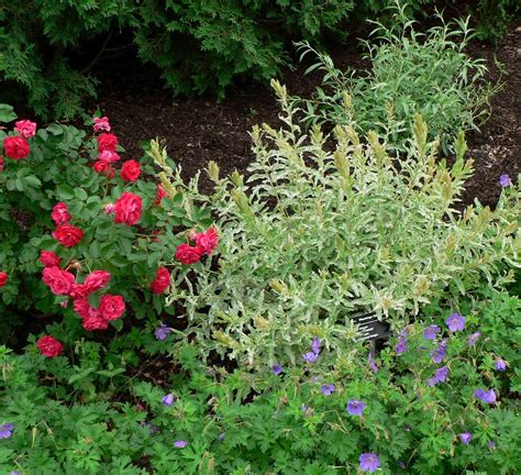 Maybe you would like to learn more about one of these? Visit My Garden: Explorer Roses at Olbrich