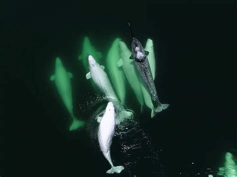 Pod Of Beluga Whales Adopt Lost Narwhal In Canada