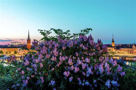 Lilacs And Sunset To Blue Hour Transition Over Gamla Stan In Stockholm