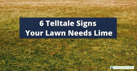 How To Tell If Your Lawn Needs Lime 6 Signs To Look For The Backyard