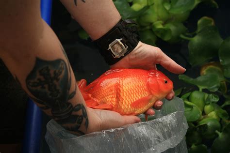 Goldfish Interesting And Surprising Facts About A Popular Pet Owlcation