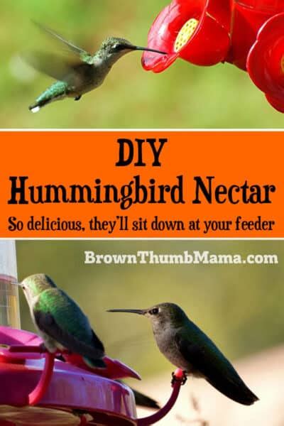 Change the food at least every three to five days with a new batch to keep it fresh. How to Make Hummingbird Food • Brown Thumb Mama