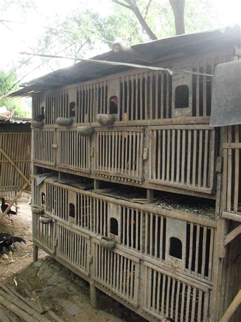 Kandang postal, merupakan kandang yang digunakan. Kandang - Pusat penjualan Ayam Bangkok