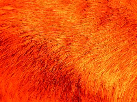 Download free orange abstract background vector pack. Orange Fur Background Free Stock Photo - Public Domain ...