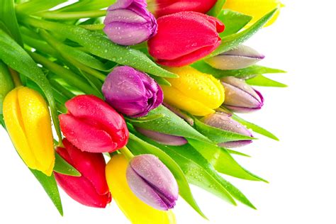 Букет разноцветных тюльпанов обои для рабочего стола картинки фото