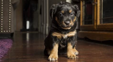 awesome rottweiler mixes  favorite rottie cross breeds