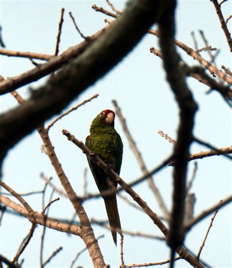 P1010550 Crimson Fronted Parakeet My Earth