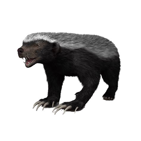 Honey Badger Png Images Transparent Hd Photo Clipart Honey Badger