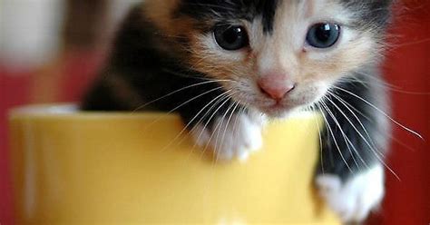 Kitties In Cups Album On Imgur