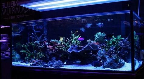 90 Gallon Rimless Aquarium