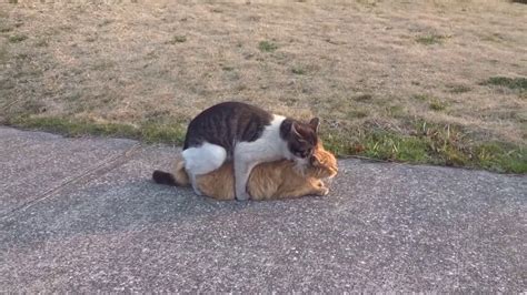 Cats Are Mating Youtube