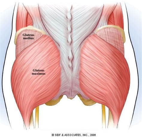 Commonly the gluteal muscles become inhibited, preventing them from properly the body, as per the diagram below, ideally a neutral position is required for optimal glute function What is the role of gluteus maximus and medius? - Quora