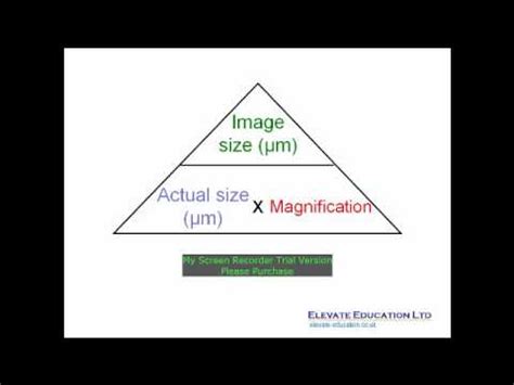 The objective lens gathers light from the specimen, which is focused to produce the real image that is seen on the ocular lens. How to calculate magnification - YouTube