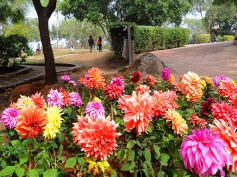 We hope you enjoy seeing all the different kinds of flowers and their names. Dahlia Flower Name In Telugu | Best Flower Site