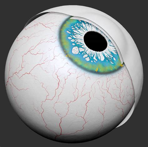 Realistic Human 3d Model The Eye Anatomy For Sculptors