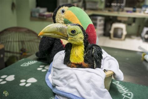 Chicle The Baby Toucan Baby Toucan Toucans Rescue