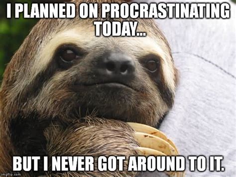 Funny Sloth Memes I Planned On Procrastinating Today Quotesbae
