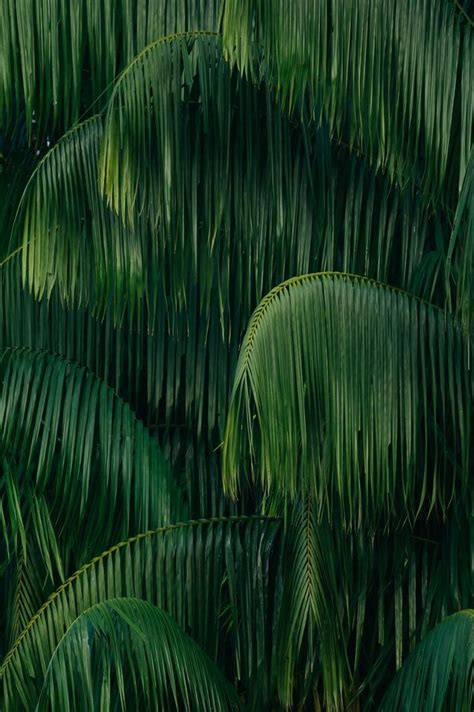 Texture And Pattern Images Unsplash Jungle Photography