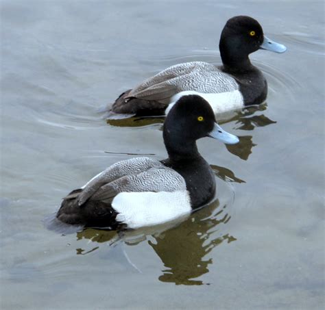 Blue Billsmale Lesser Scaups Duck The Male Of This Duc Flickr