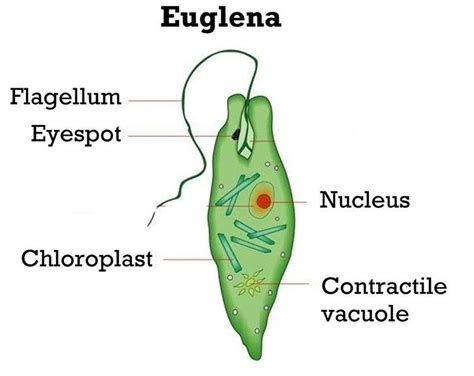 Definition Of Unicellular Organism Science Fedinit