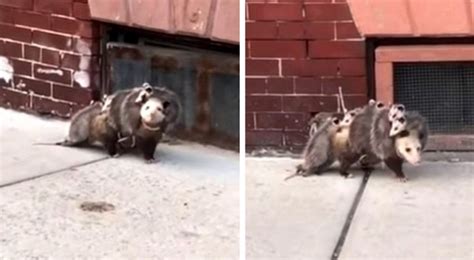 Il video di questa opossum dimostra che l amore di una mamma è più grande di qualsiasi altra