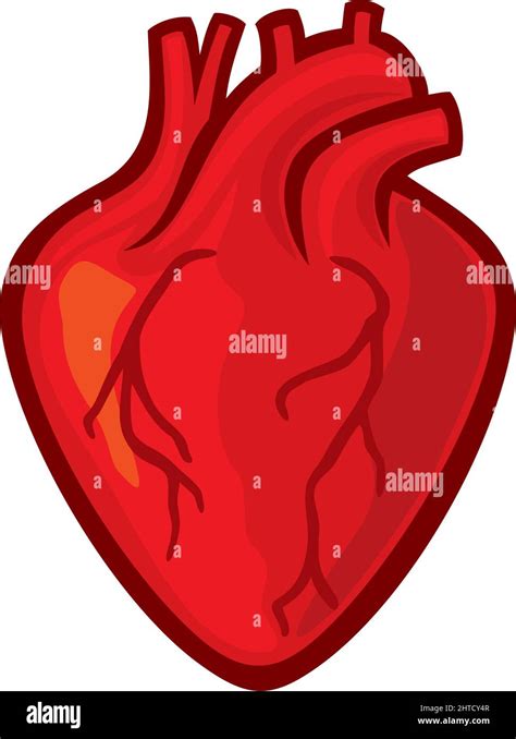 Human Heart Diagram Hi Res Stock Photography And Images Alamy
