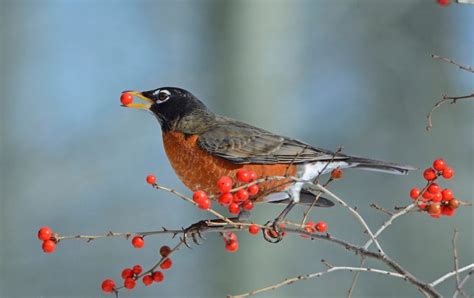 7 Backyard Birds That Eat Berries Birds And Blooms