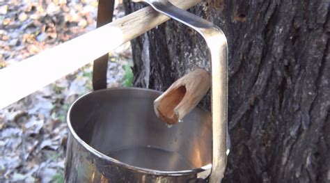 Video Collect Sap With Diy Fir Spiles To Produce Maple Syrup