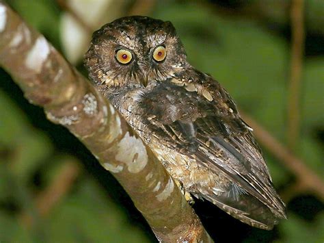 Sangihe Scops Owl Ebird