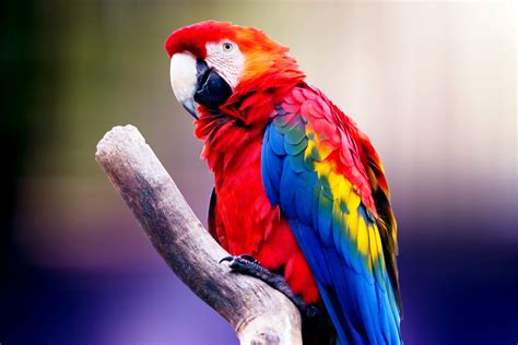 Colorful Parrot Wallpapers Wallpaper Cave