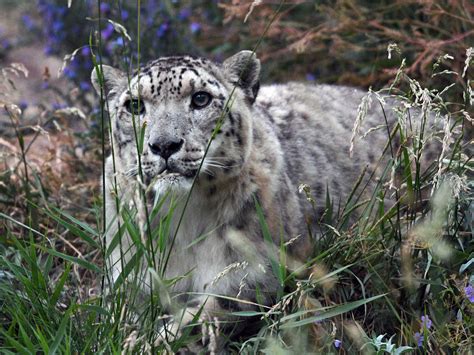 Snow Leopards No Longer Endangered For First Time In 45 Years The