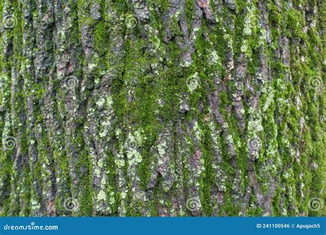 Dark Grey Bark Of Black Poplar Tree Covered With Moss And Lichen Stock