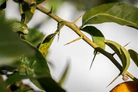 Are Lemon Tree Thorns Poisonous Eat Sleep Garden