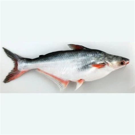 Indian Basa Fish For Restaurant Packaging Type Thermocol Box At Rs