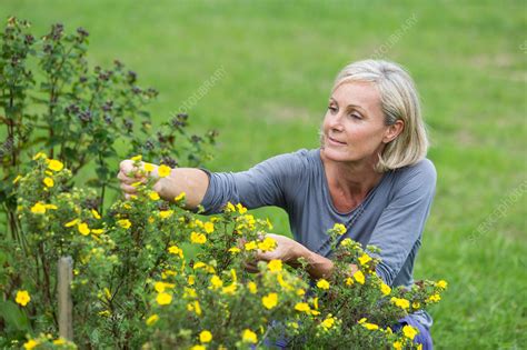 Woman Picking Flowers Stock Image C035 1451 Science Photo Library