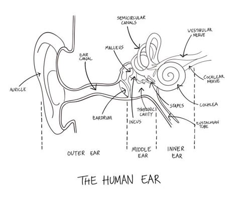 Ear Diagram Illustrations Royalty Free Vector Graphics And Clip Art Istock