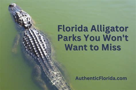 10 Florida Alligator Parks You Wont Want To Miss • Authentic Florida