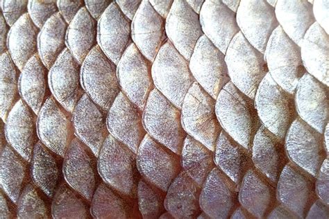 Do Fish Shed Their Scales Petsoid