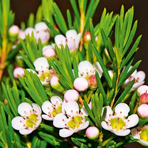 Plant Winter Blooming Flowers New Zealand Handyman Magazine