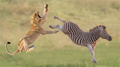 Incroyable Lion Vs Zebra Zebra A Lancé Une Fierté De Lion Pour Sauver