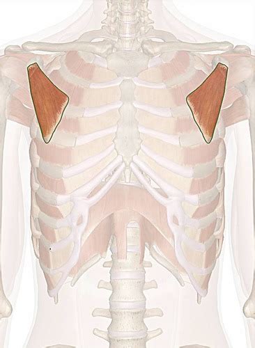 Anterior Thorax Muscles Flashcards Quizlet