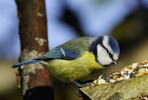 Freie kommerzielle nutzung keine namensnennung top qualität. Blaumeise. Foto & Bild | natur, tiere, vögel Bilder auf ...