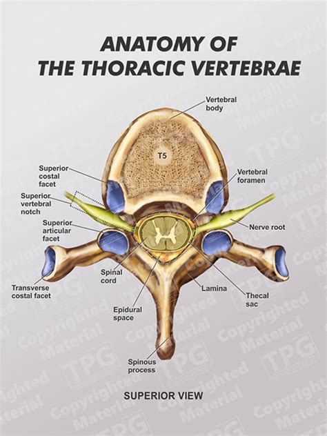 Diagram Of Thoracic Vertebra