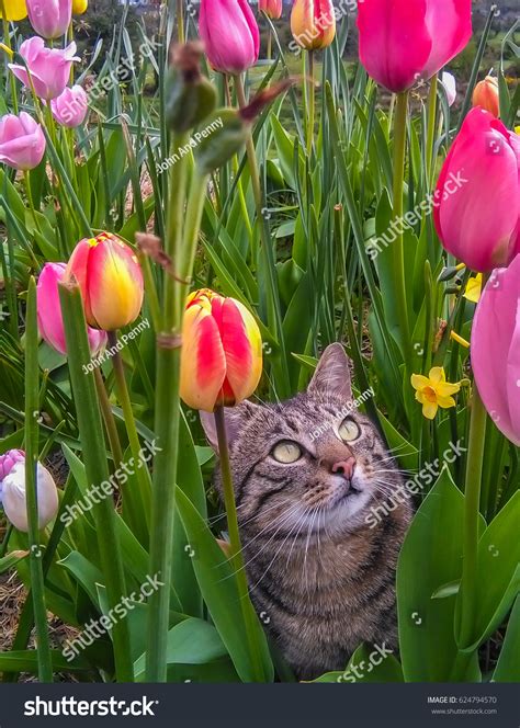 Cute Inquisitive Cat Flower Garden Stock Photo 624794570 Shutterstock