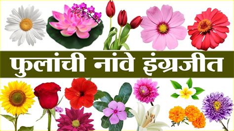 Flowers Name In English And Marathi With Spelling Learn Flowers