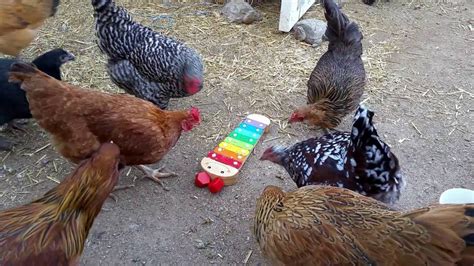 Chickens Playing The Xylophone Youtube
