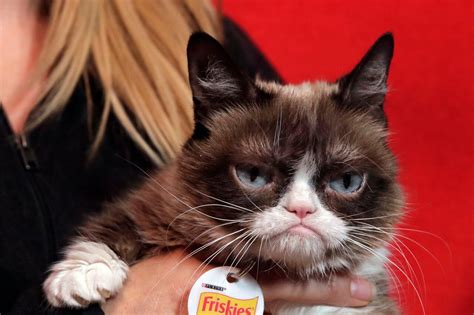 Grumpy Cat The Internets Favorite Cat Has Died